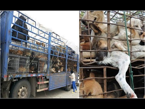 Vídeo: Taiwan Declara Consumo Ilegal De Carne De Cachorro E Gato