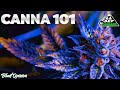 Welcome to Canna 101 | Blunt Opinion | Ep. 31 | All Def