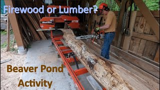 Milling Maple for Character  #adirondacks #woodmizer #stihl500i