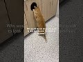 interesting exit opportunity ❤️😂 #catshorts #cat #rescuecats #catvideos