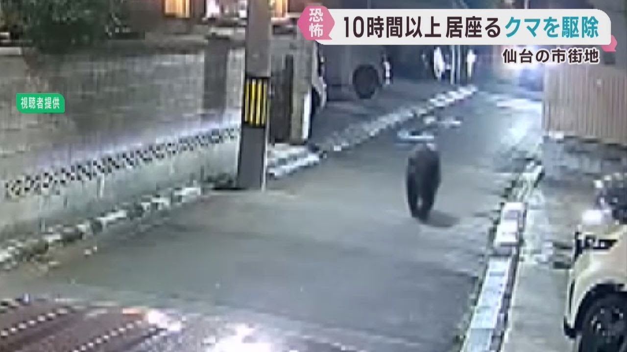 仙台市中心部の住宅街にクマ 10時間以上居座り駆除される 19日