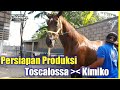 Pejantan Toscalossa Amigo Stable Persiapan  Produksi Dengan Indukan Kimiko