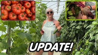 Greenhouse Update - Cucumbers, Peppers, Tomatoes &amp; NFT Produce