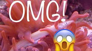 Look At This Creature Swallowing D Fish Alive .