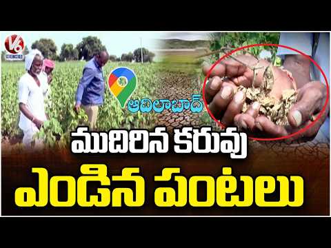 Unprecedented Drought Hits Adilabad District | V6 News - V6NEWSTELUGU
