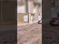 مامان كوچولو نگران #cats