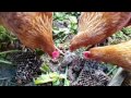スズメバチの巣から幼虫を食べるボリスブラウン(鶏) 2016年12月15日