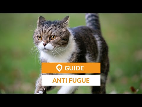 Vidéo: Comment empêcher les chats de flairer ?