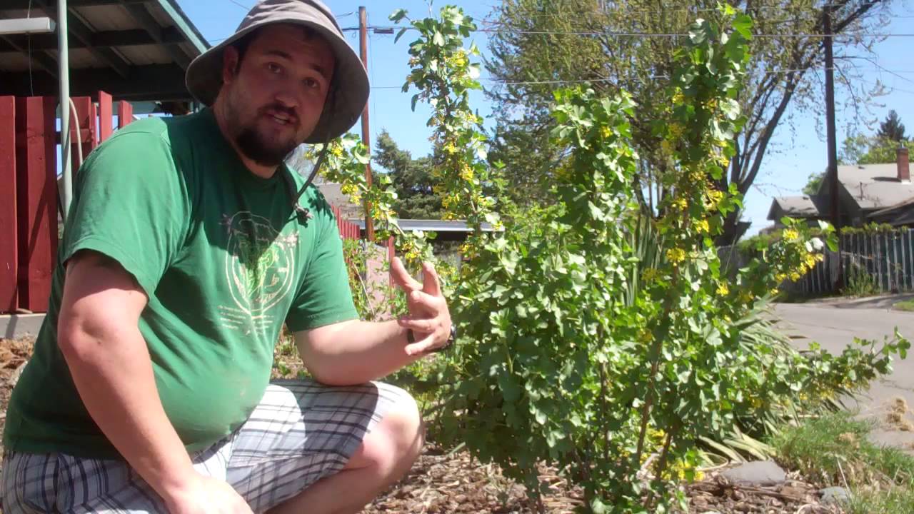 Описание растения: Золотистая смородина