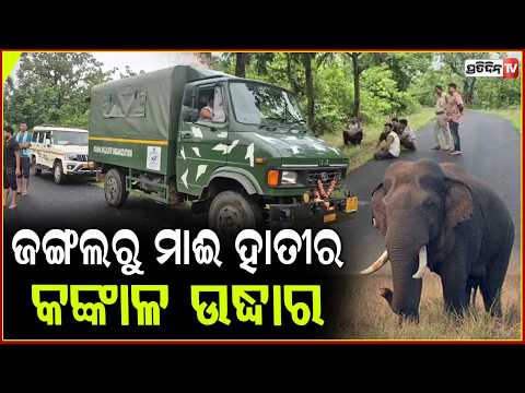 ଗୋଗୁଆ ଜଙ୍ଗଲରୁ ମାଈ ହାତୀର କଙ୍କାଳ ଉଦ୍ଧାର !