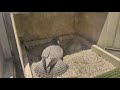 Day in a Minute, 2020-06-06, Terzo &amp; Morela at Pitt peregrine nest