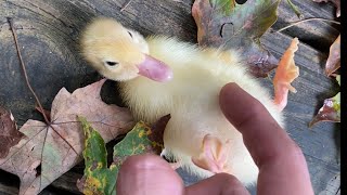 Baby Wrinkle The Duck