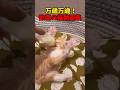 ばんざああああい！猫ばんざああああい！🎉