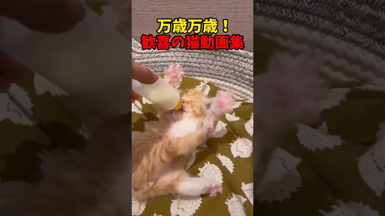 ばんざああああい！猫ばんざああああい！🎉