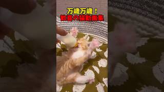 ばんざああああい！猫ばんざああああい！🎉