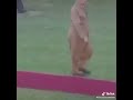 مه رجه عی کورد و کوردستان مه سعود بارزانی 