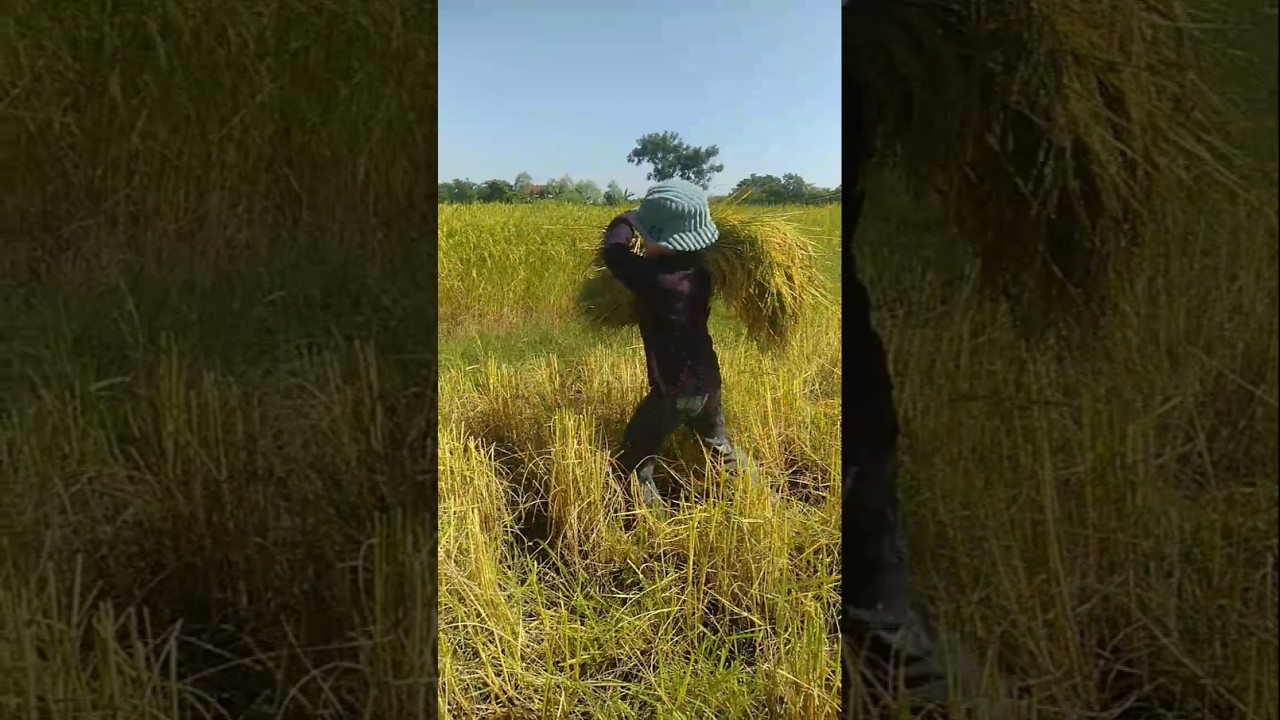 Arrive and harvest the ripe rice. 