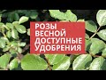 Розы.// Троянди.// Roses.// Весенняя обработка роз доступными удобрениями.