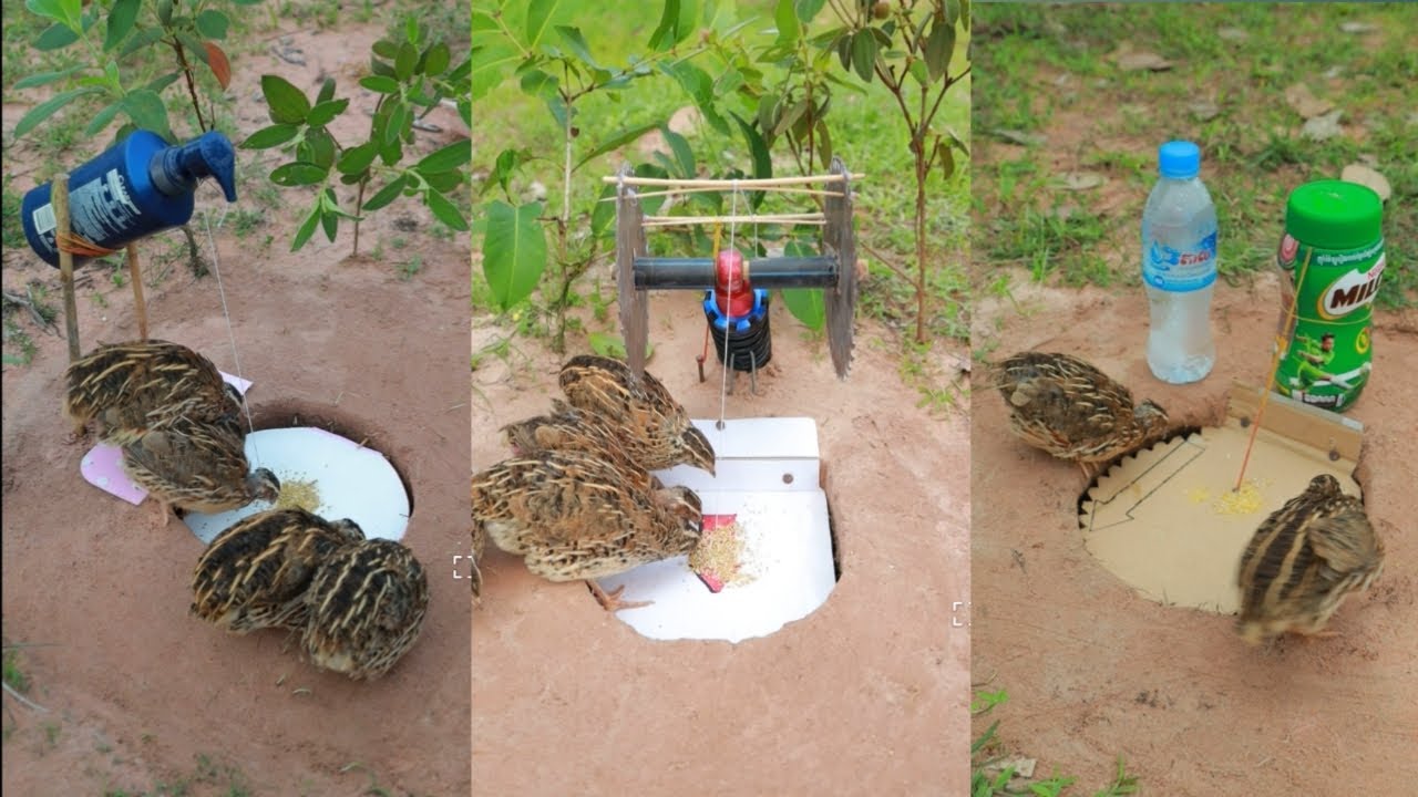 amazing bird trap quail 
