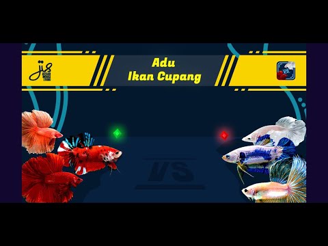Adu Ikan Cupang trailer