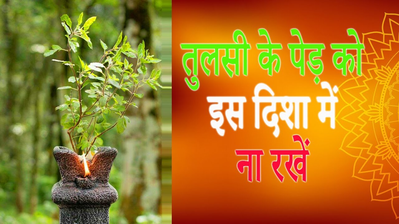 Tulsi ko rakhne ki sahi disha तुलसी को सही दिशा में रखें tulsishorts