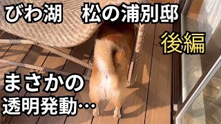 散歩嫌い柴犬が、まさかの旅先でも拒否柴を発動してしまいました…