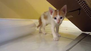 Silly Kitten Jumping on Plastic Tube, Scratching Cat Condo & Biting Cardboard - 4 Weeks Old