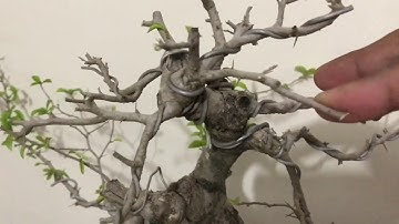 Basic Bonsai Lessons: How to Train the Apex of your Bonsai Tree Part II
