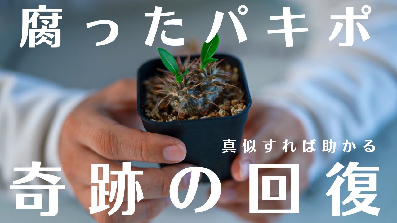 【塊根植物が腐った時の対処法】　腐っても決してあきらめるな！