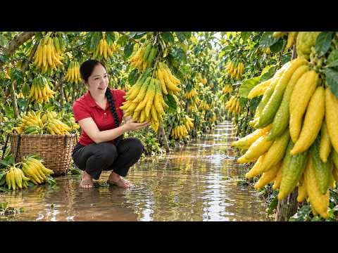 65 Days Harvesting A Lot Of Buddha's Hand Fruit Go To Village Market Sell