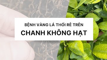 Bệnh vàng lá thối rễ trên chanh không hạt, nguyên nhân, triệu chứng và cách phòng trị