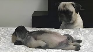 Funny Animals That Will Definitely Brighten Your Day😍Funniest Animals 2025