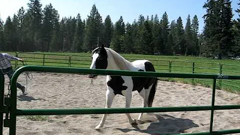 ROUND PEN WORK