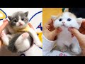 Baby Cats - Cute and Funny Cat Videos Compilation #23 | Aww Animals