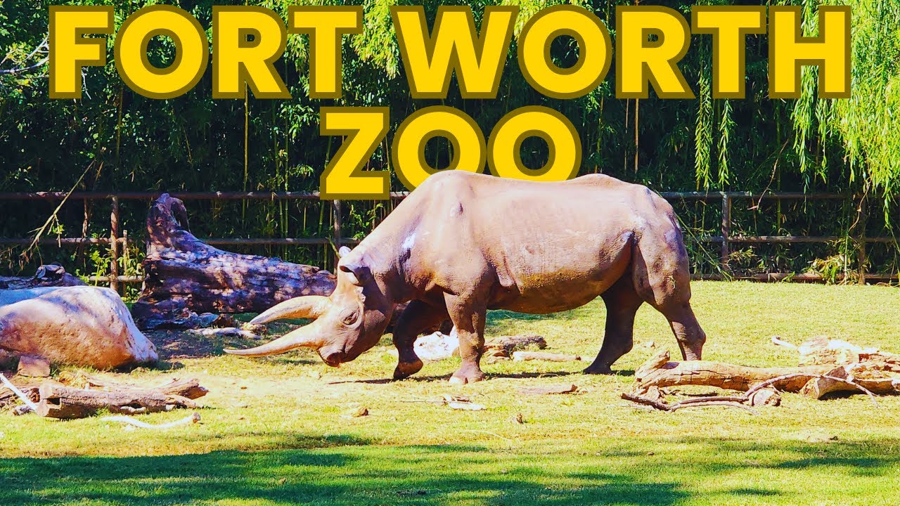 Exploring the WILD Fort Worth Zoo Texas Ultimate Full Tour