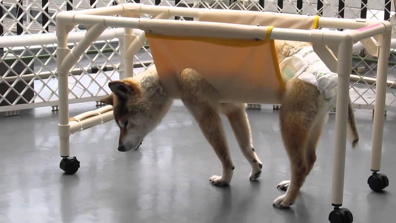 柴犬の車椅子・犬用歩行器製作・犬歩行器 - YouTube