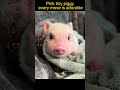 Pink tiny piggy every move is adorable#pet #petshorts #petanimals #petvideos #petpig #petlover