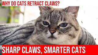 Protect Your Cat's Claws: Learn About Retractable Claws by Meow-sical America 158 views 4 months ago 4 minutes, 43 seconds