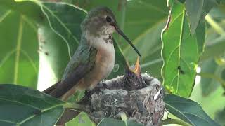 'Mother Hummingbird Taking Good Care Of Her Only Baby'