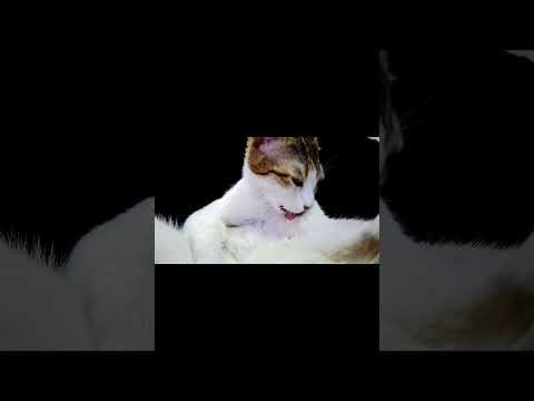      تحميل ماما جابت بيبي توزيع جديد جنى مقداد طيور بيبي