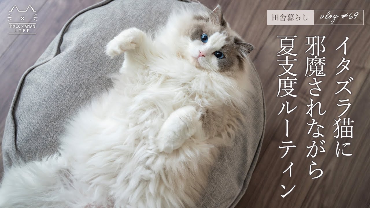 イタズラ猫に邪魔されながら夏支度ルーティン｜ラグドール猫 #69 - YouTube