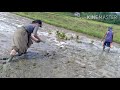 Planting Rice in the Mud | Magtalok ay di biro| Swimming After