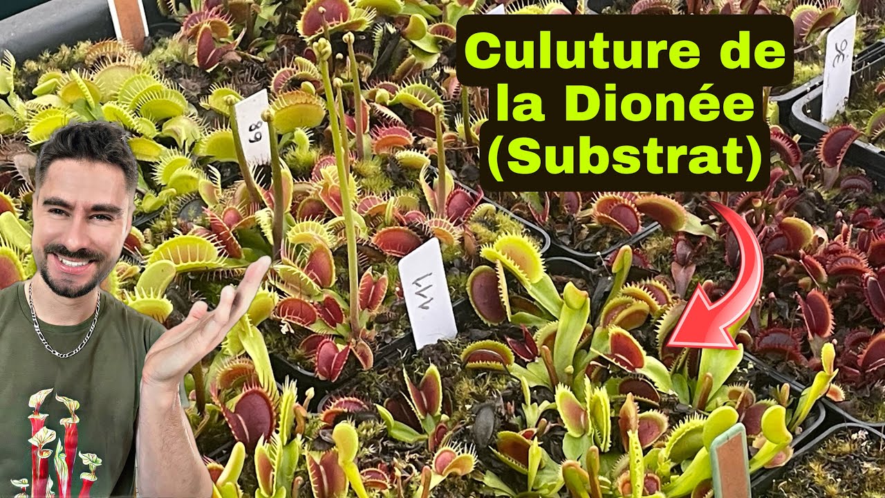 LE MEILLEUR SUBSTRAT POUR LA DIONÉE MUSCIPULA (ATTRAPE-MOUCHE) ?