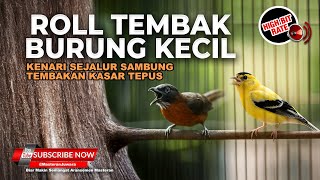 🔴 Roll Tembak Burung Kecil Kenari Cililin Sejalur Mix Tembakan Kasar Tepus Kepala Abu Gacor