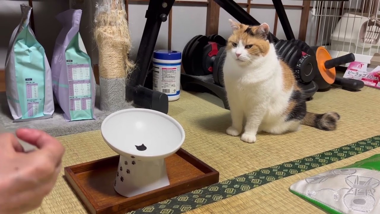 三毛猫】粘り強い無言の圧をみせるミケ（2025年9月17日） - YouTube