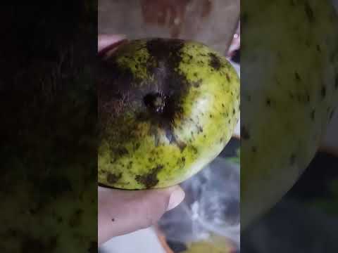 Big Mangoes From Bicol Mango Ytshorts Yummy 