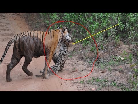 attack tiger real