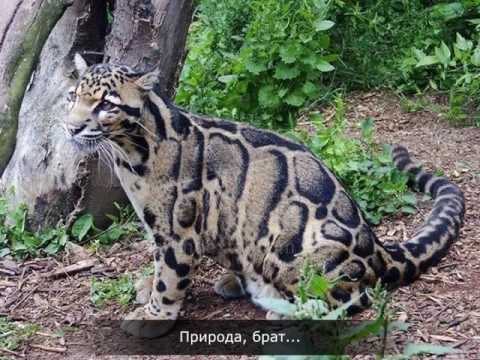 Видео: 3 начина да научите испански