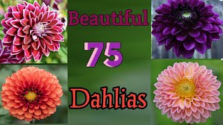 75 Dahlia Flower Varieties with Names | Dahlia Types, Kinds | Plant and Planting
