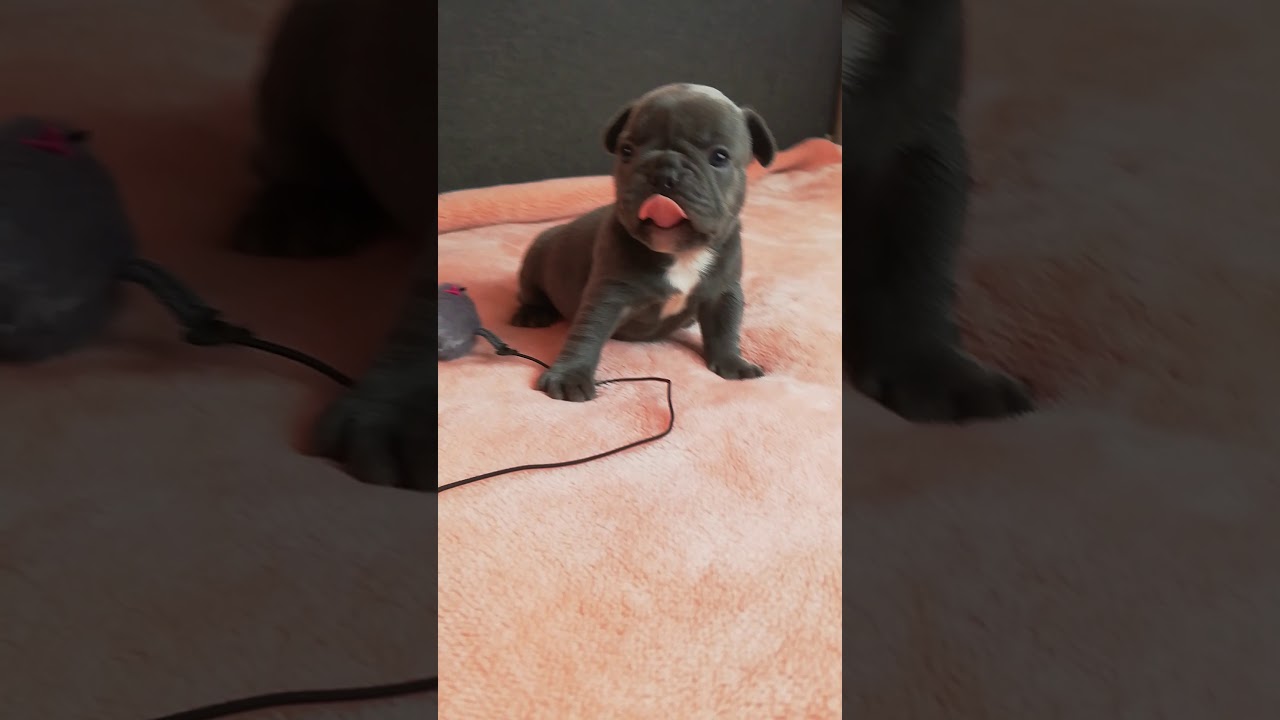 camera iphone 8 plus apk TomKingsKennel Millie